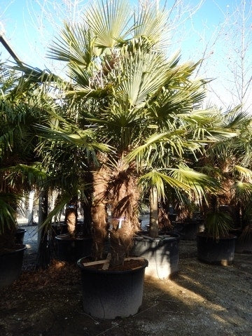  Winterharde Palm Meerstammig (Trachycarpus Fortunei)