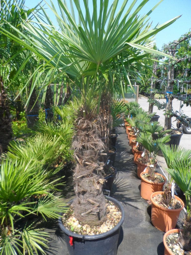  Winterharde Palm (Trachycarpus Fortunei)