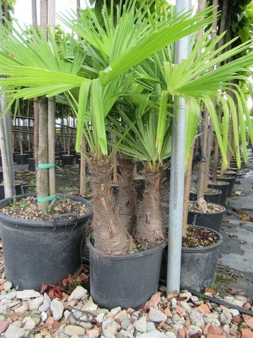 Winterharde Palm Meerstammig (Trachycarpus Fortunei)