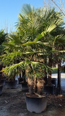  Winterharde Palm Meerstammig (Trachycarpus Fortunei)