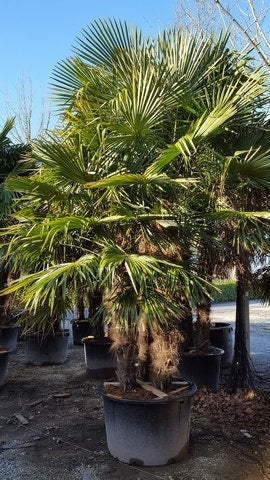  Winterharde Palm Meerstammig (Trachycarpus Fortunei)