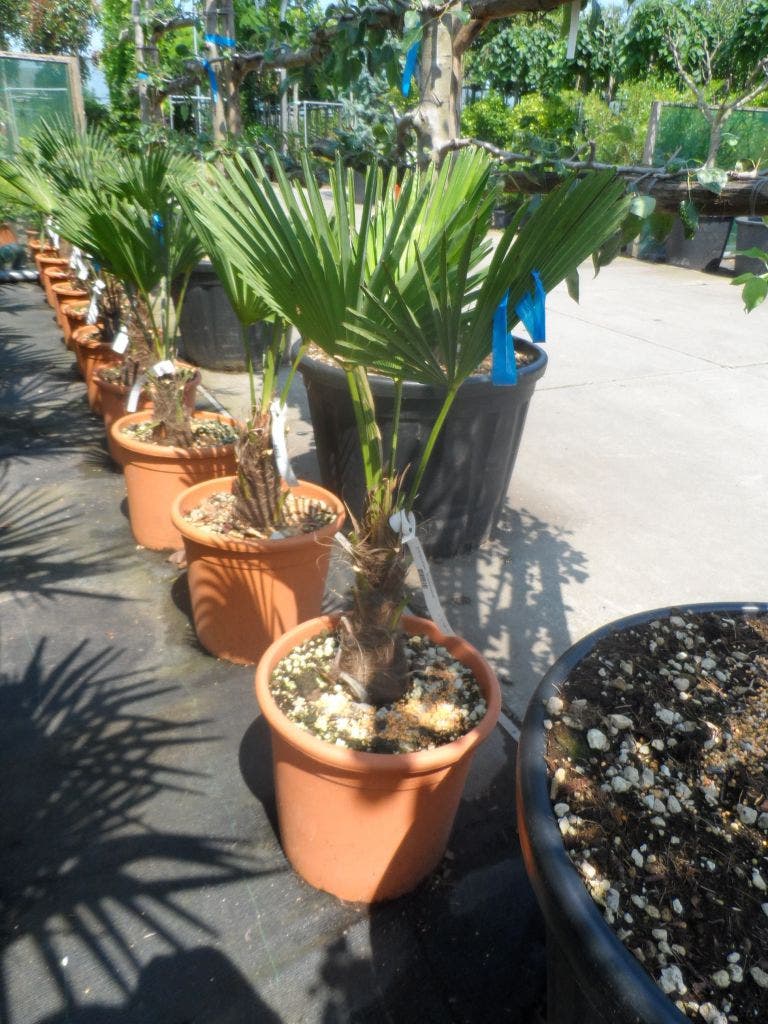  Winterharde Palm (Trachycarpus Wagnerianus)
