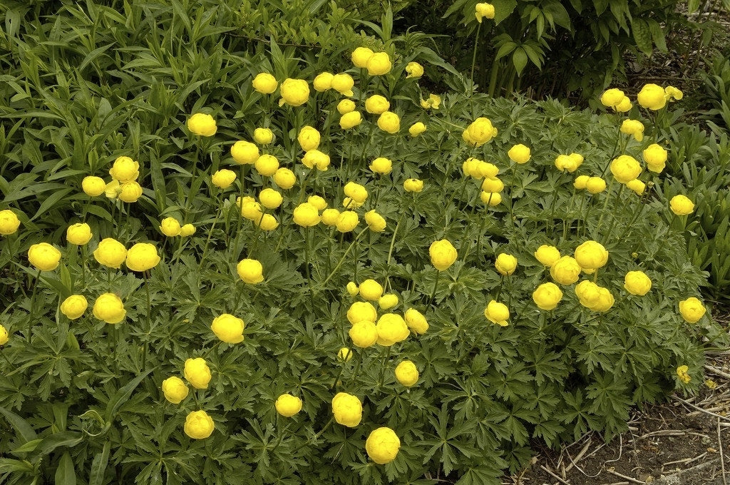  Globebloem / Kogelboterbloem (Trollius Europaeus)