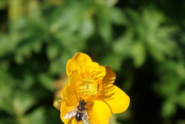  Kogelbloem / Boterbloem (Trollius Chinensis 'Golden Queen')