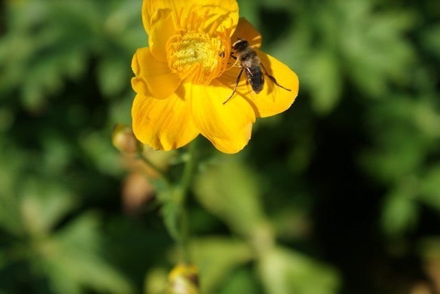  Kogelbloem / Boterbloem (Trollius Chinensis 'Golden Queen')