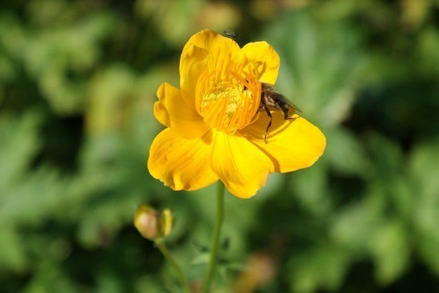  Kogelbloem / Boterbloem (Trollius Chinensis 'Golden Queen')