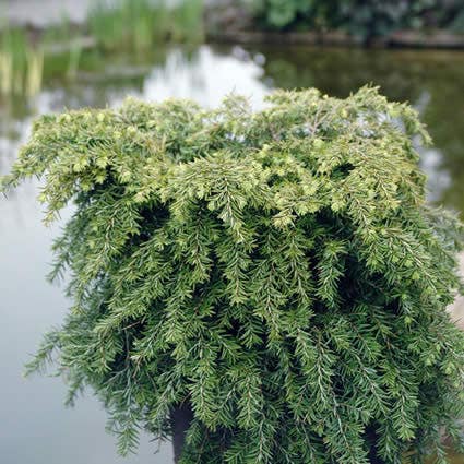  Tsuga (Tsuga Canadensis 'Jeddeloh')