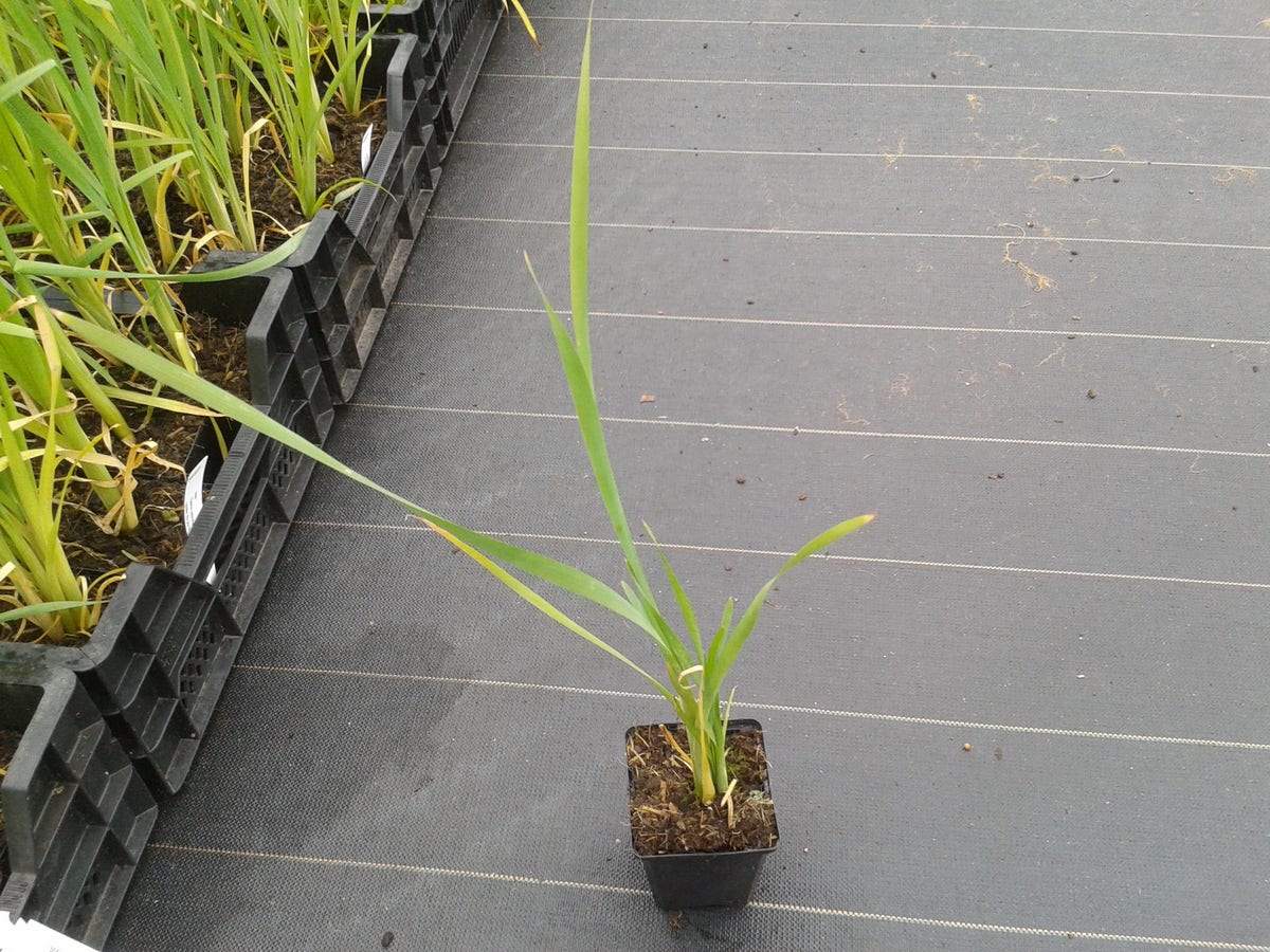  Grote Lisdodde (Typha Latifolia)