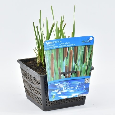  Grote Lisdodde (Typha Latifolia)