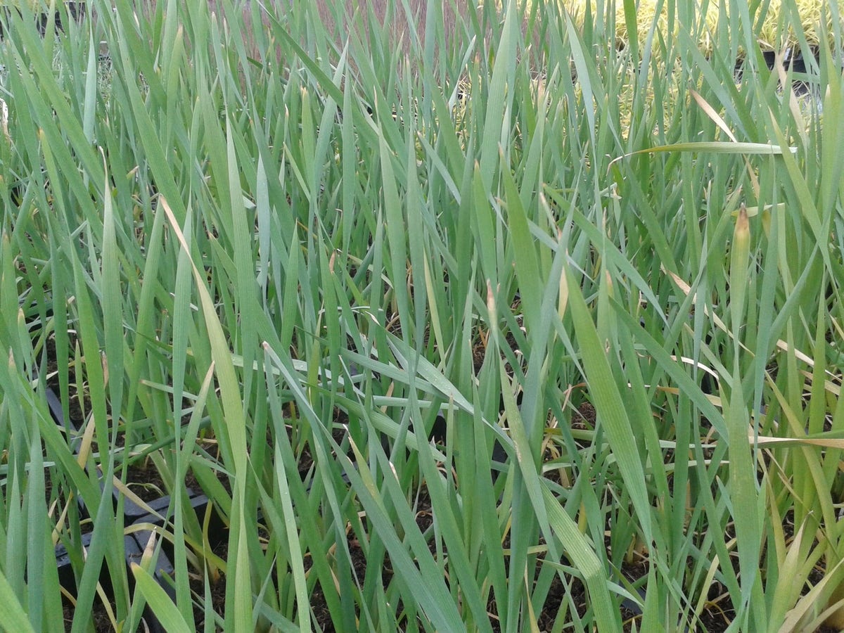  Grote Lisdodde (Typha Latifolia)