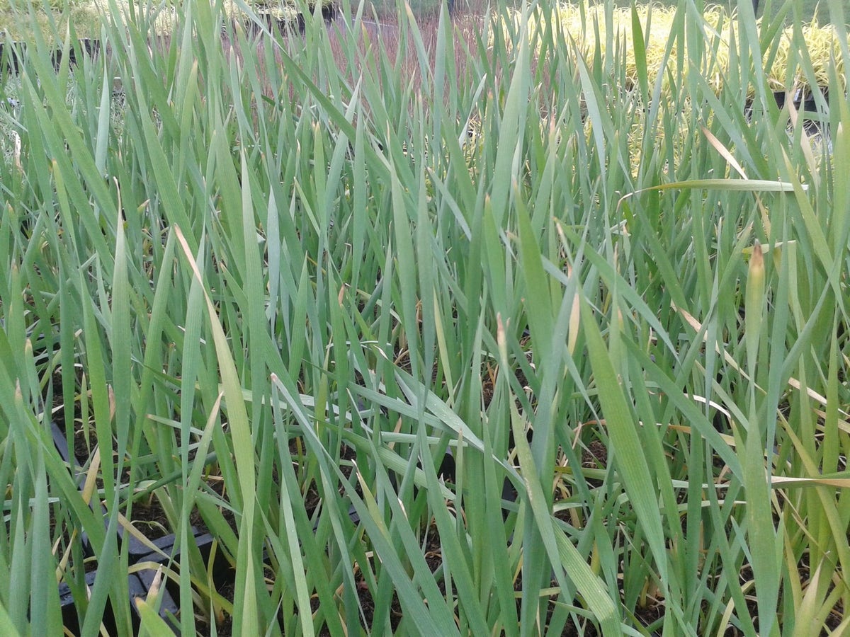  Grote Lisdodde (Typha Latifolia)
