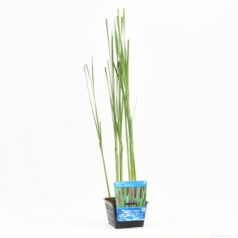  Grote Lisdodde (Typha Latifolia)