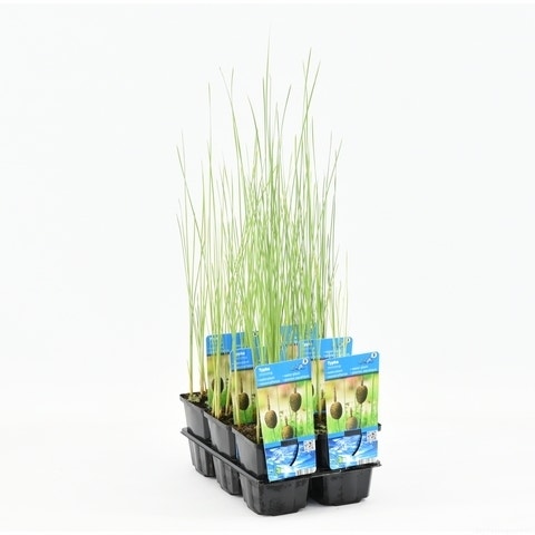  Kleinste Lisdodde (Typha Minima)