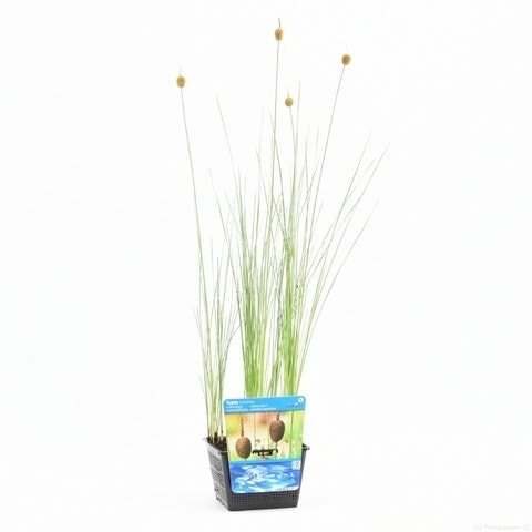  Kleinste Lisdodde (Typha Minima)