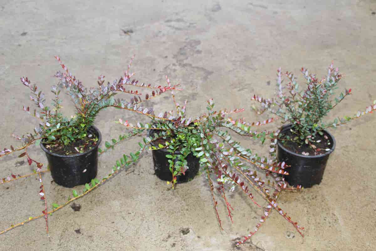  Veenbes (Vaccinium Macrocarpon Cranberry)