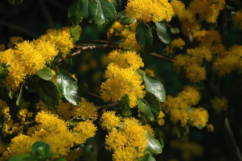  Azara (Azara Microphylla)