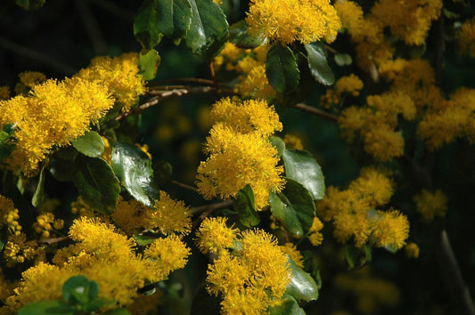  Azara (Azara Microphylla)