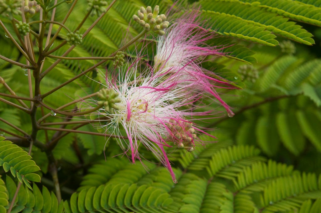  Perzische Slaapboom (Albizia Julibrissin)