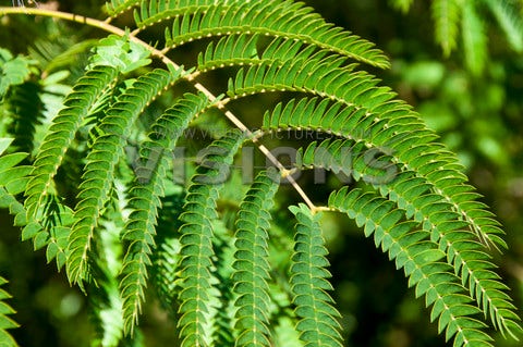  Perzische Slaapboom (Albizia Julibrissin)