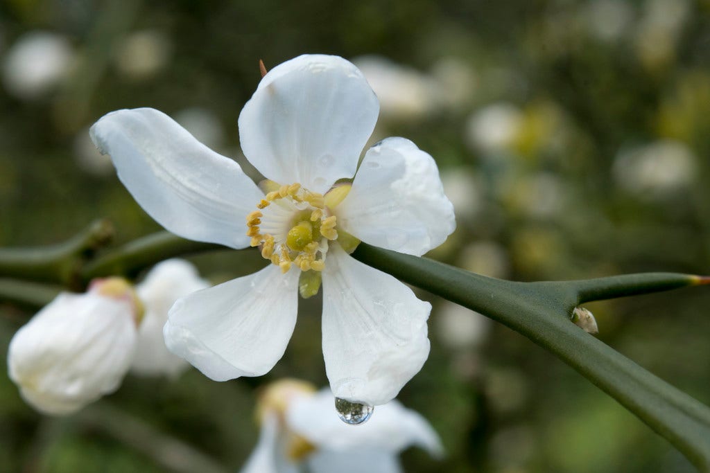  Driebladige Citroen (Poncirus Trifoliata)