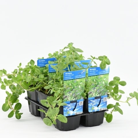  Beekpunge (Veronica Beccabunga)