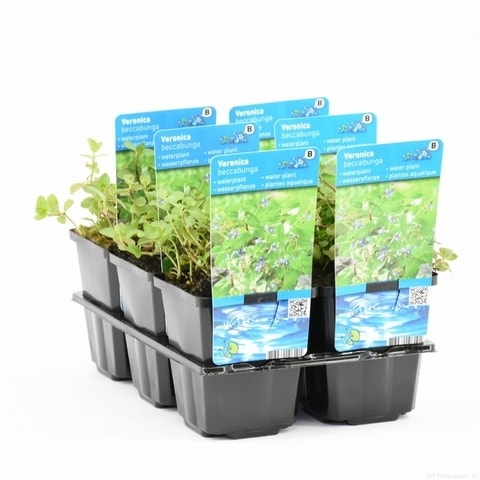  Beekpunge (Veronica Beccabunga)