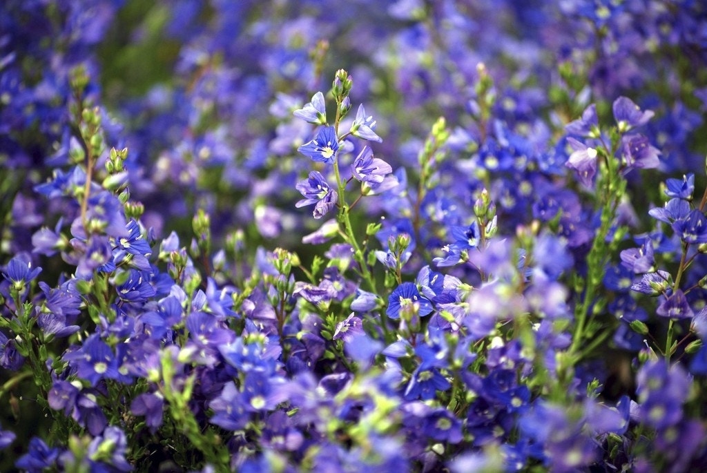  Ereprijs (Veronica Prostrata)