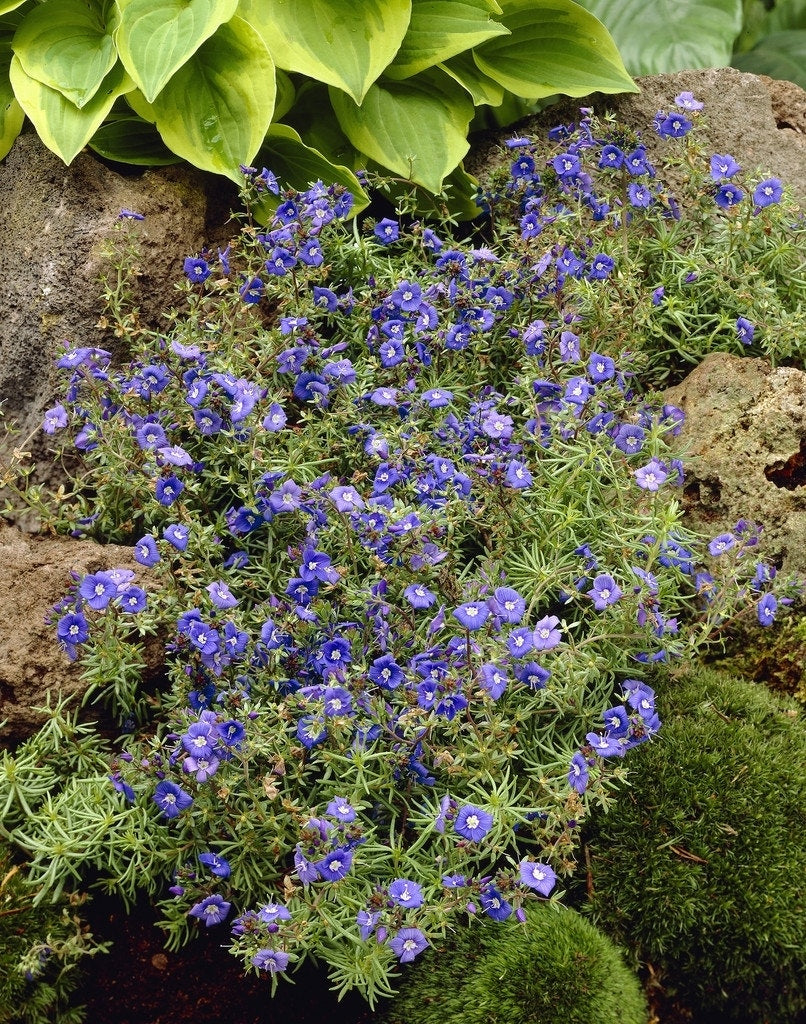  Ereprijs (Veronica Prostrata)