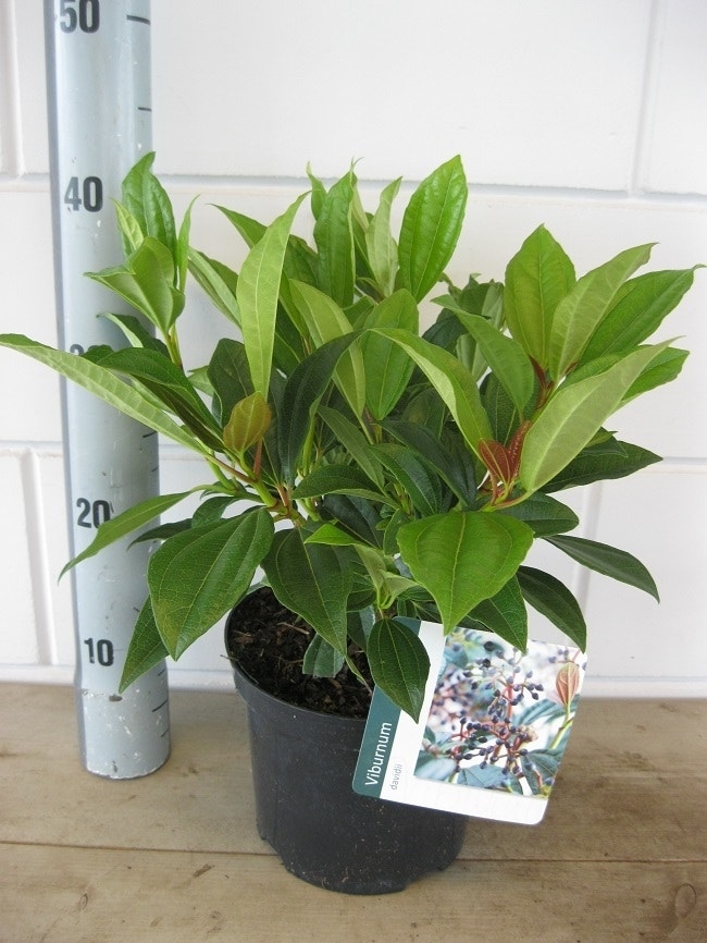  Sneeuwbal (Viburnum Davidii)