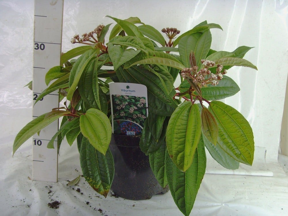  Sneeuwbal (Viburnum Davidii)
