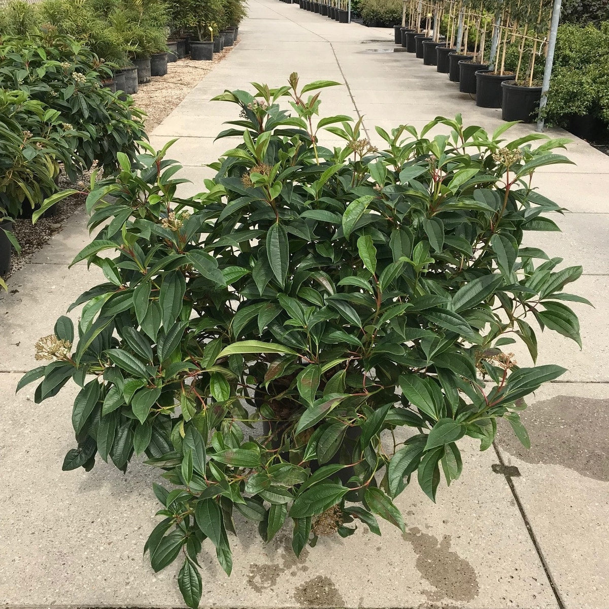  Sneeuwbal (Viburnum Davidii)