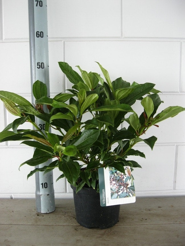  Sneeuwbal (Viburnum Davidii)