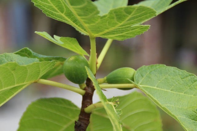  Vijg Als Solitair (Ficus Carica)