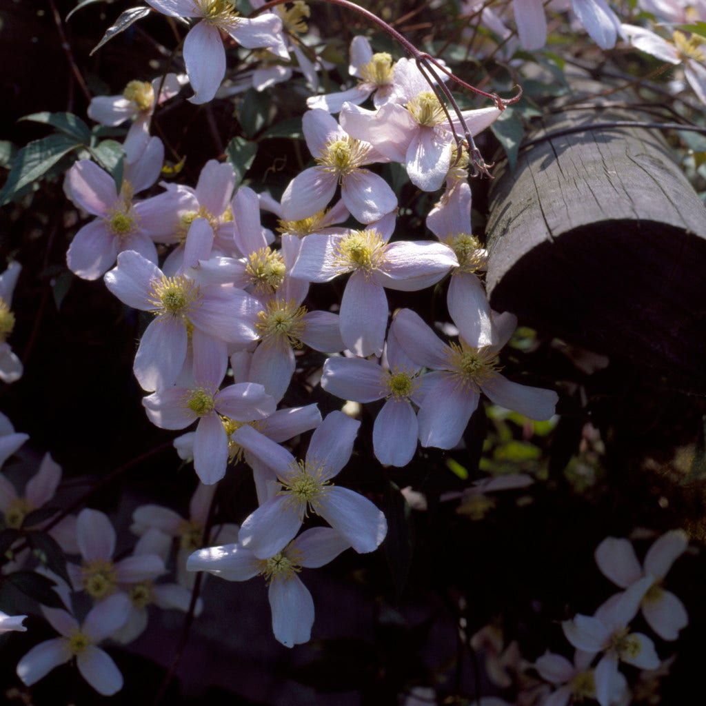  Bosrank (Clematis Montana 'Elizabeth')