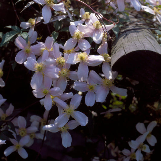  Bosrank (Clematis Montana 'Elizabeth')