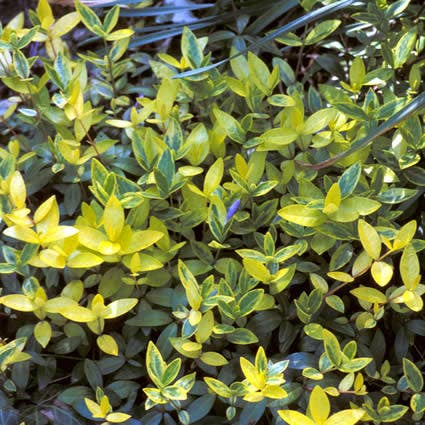  Kleine Maagdenpalm (Vinca Minor 'Aureovariegata')