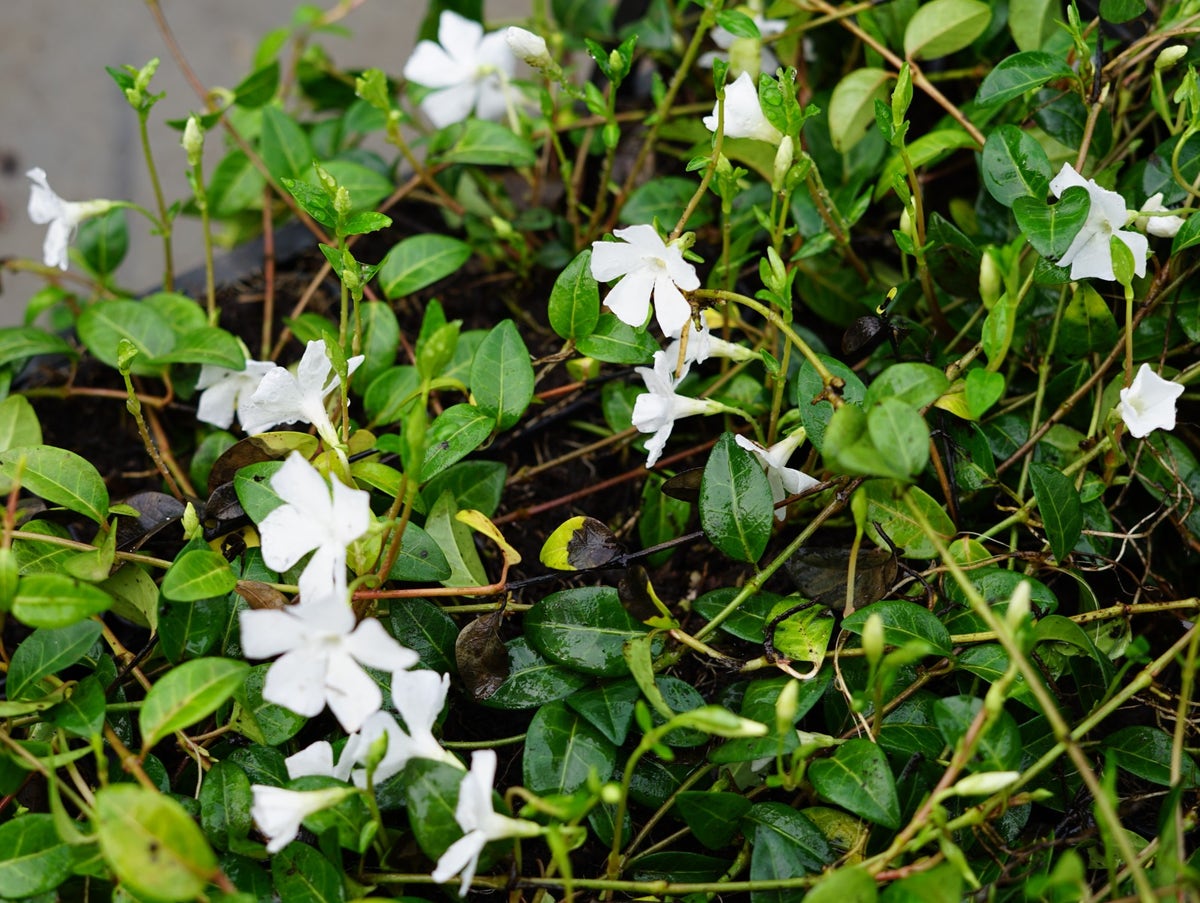  Maagdenpalm (Vinca Minor 'Alba')