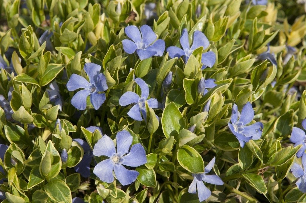  Maagdenpalm (Vinca Minor 'Argenteovariegata')