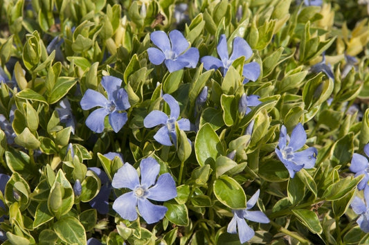  Maagdenpalm (Vinca Minor 'Argenteovariegata')