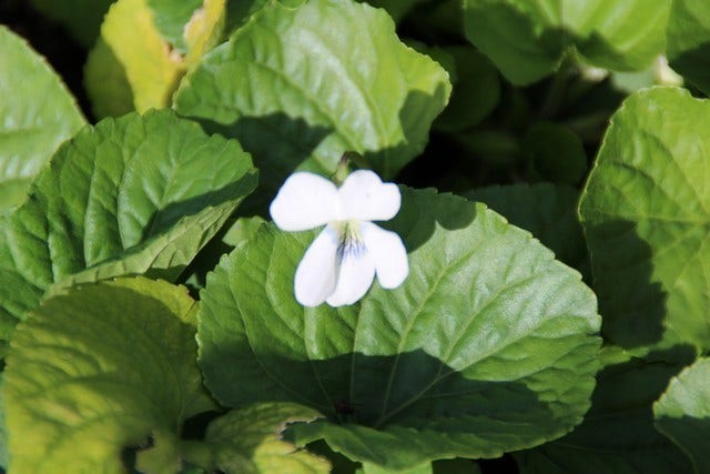  Viooltje (Viola Sororia 'Albiflora')