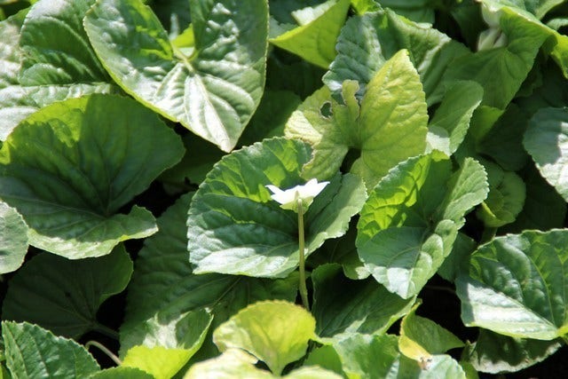  Viooltje (Viola Sororia 'Albiflora')