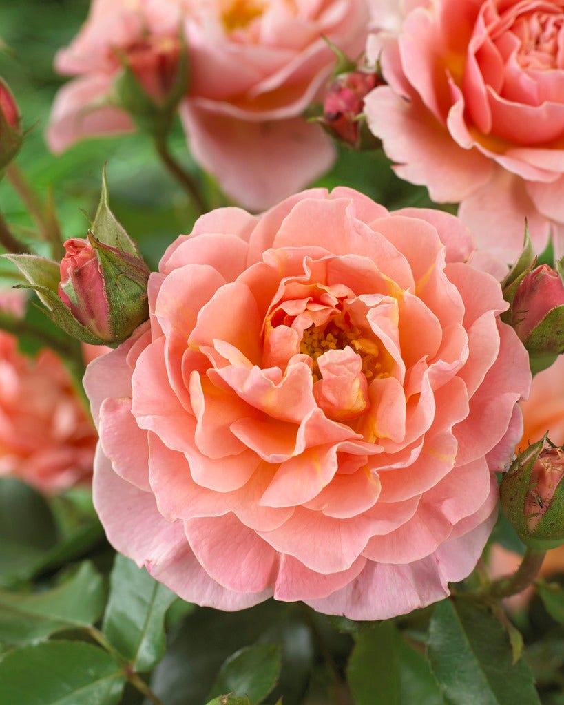  Trosroos (Rosa 'Marie Curie')