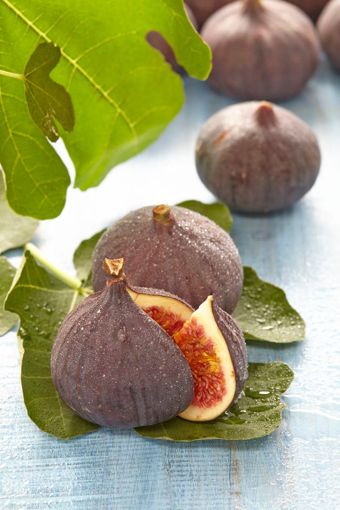  Vijg Op Stam (Ficus Carica 'Brown Turkey')