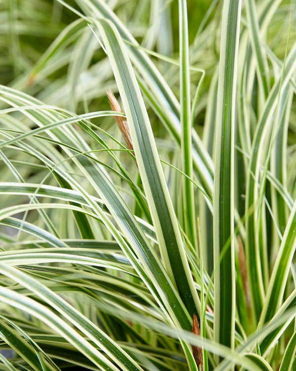  Zegge (Carex Evercream)