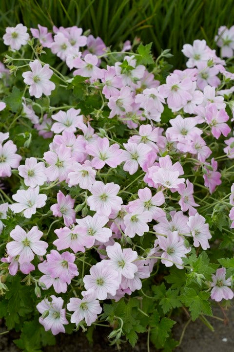  Ooievaarsbek (Geranium 'Dreamland')