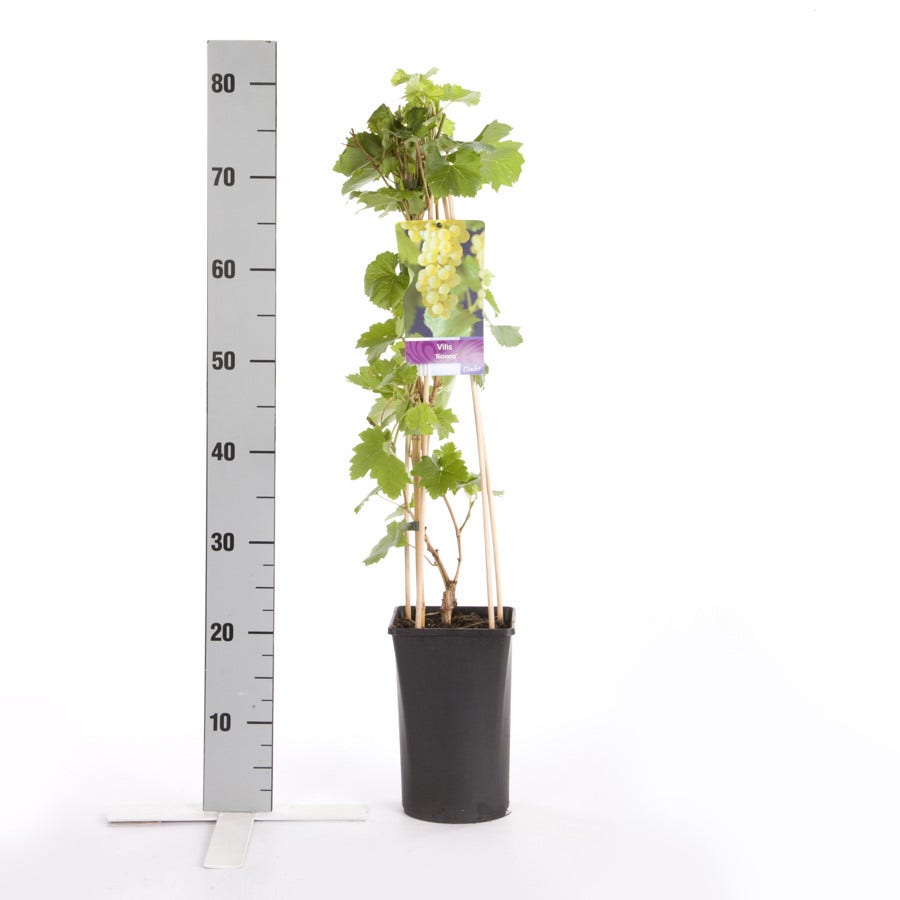  Witte Druif (Vitis 'Bianca')