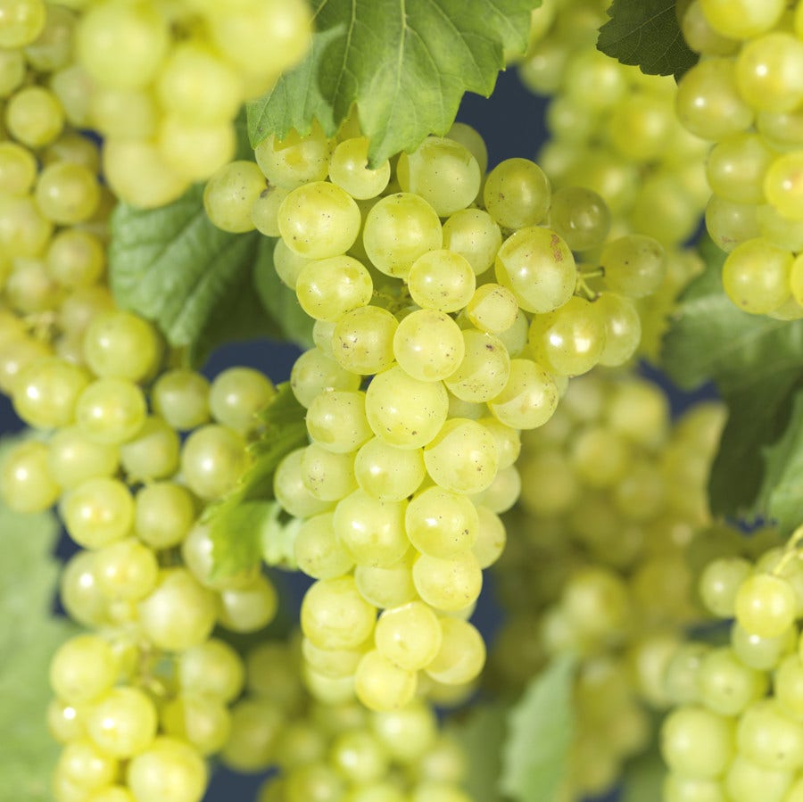  Witte Druif (Vitis 'Bianca')