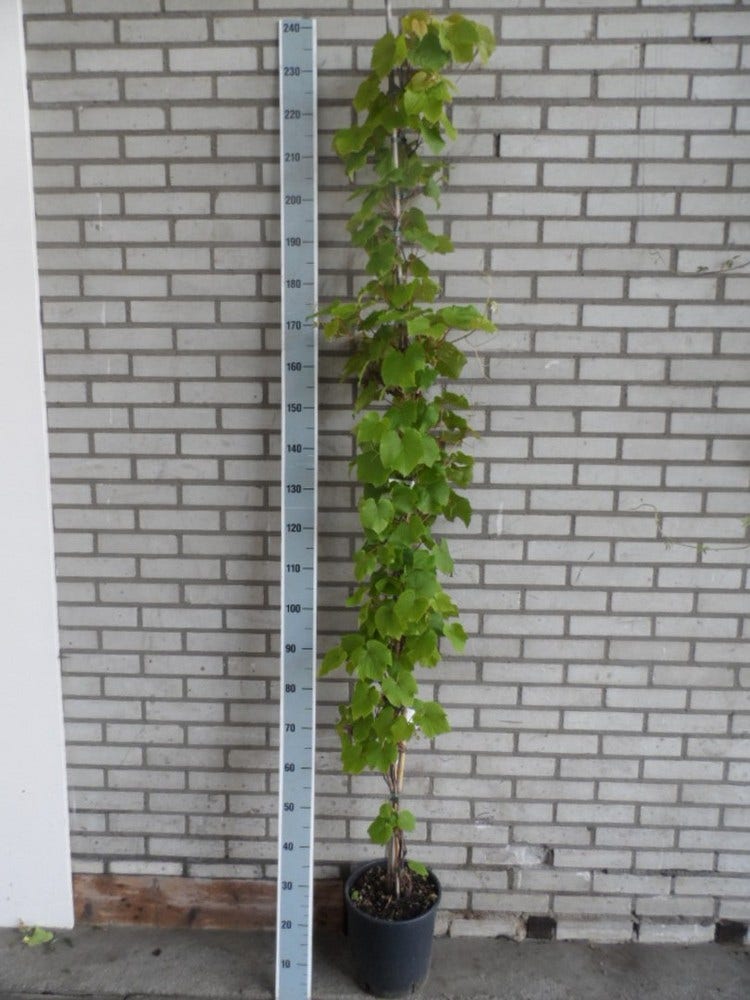  Sierdruif (Vitis Coignetiae)