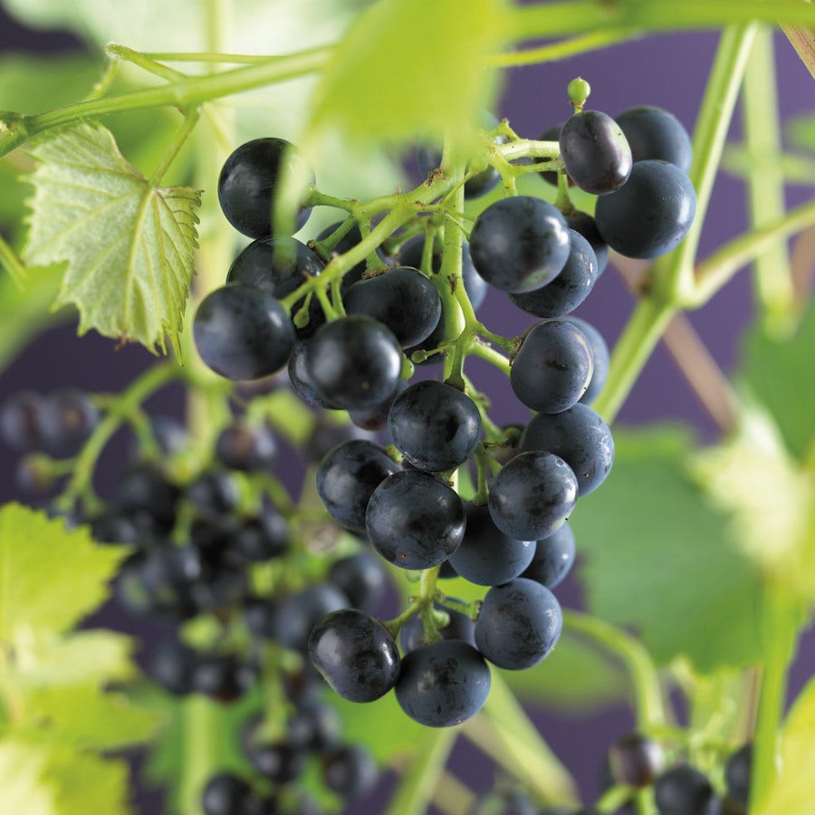  Blauwe Druif (Vitis 'Regent')