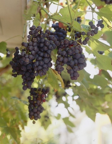  Muskaatdruif (Vitis Vinifera ‘Moscato D’Amburgo’ )
